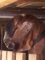 /album/galeria/a20130811-133012-jpg1/