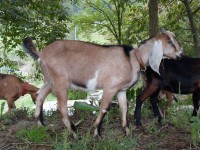 /album/galeria/sam-1969-jpg/