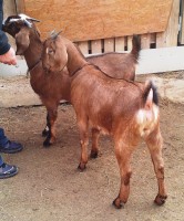 /album/galeria/a20140105-131555-jpg/