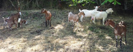 Kis szabadság a hegyen